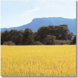 農業部門　米麦・肥料（配合・有機）・農薬・農資材等の販売